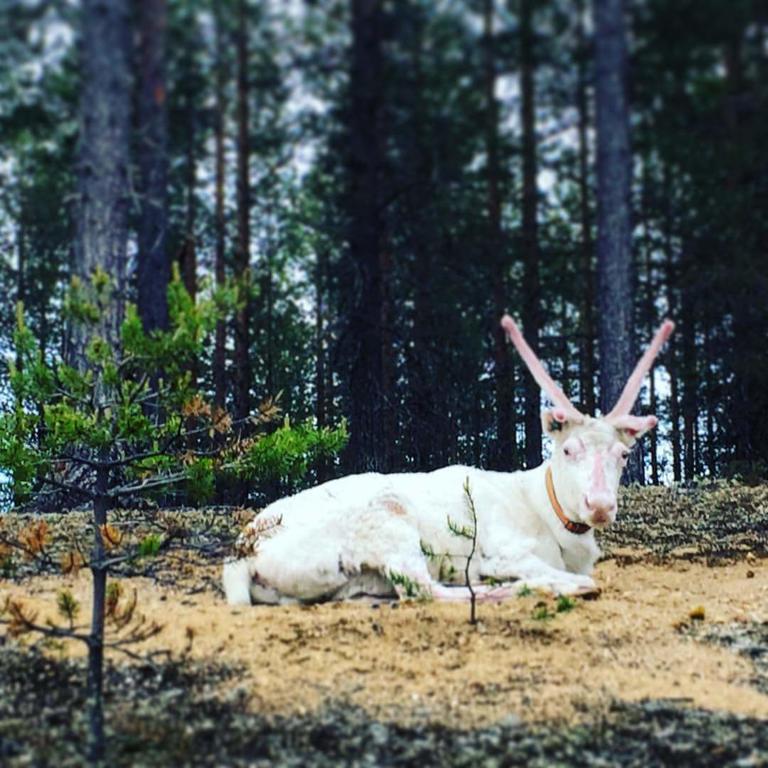 Pyhaen Kortepuolukka ピュハトゥントゥリ エクステリア 写真